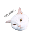 cashier the face meaw（個別スタンプ：2）
