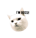 cashier the face meaw（個別スタンプ：3）