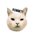 cashier the face meaw（個別スタンプ：4）