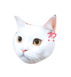 cashier the face meaw（個別スタンプ：5）