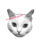 cashier the face meaw（個別スタンプ：7）