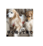 仲良しゴールデン（個別スタンプ：5）