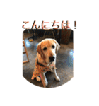 labrador nico（個別スタンプ：1）