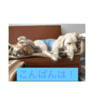 labrador nico（個別スタンプ：2）