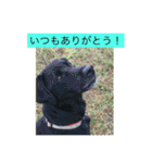 labrador nico（個別スタンプ：3）
