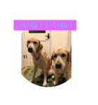 labrador nico（個別スタンプ：5）