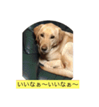 labrador nico（個別スタンプ：8）