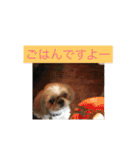 labrador nico（個別スタンプ：9）