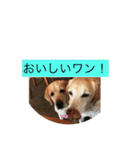 labrador nico（個別スタンプ：10）