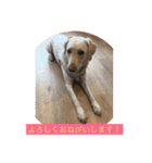 labrador nico（個別スタンプ：13）