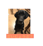 labrador nico（個別スタンプ：14）
