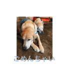 labrador nico（個別スタンプ：16）