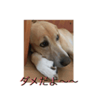 labrador nico（個別スタンプ：17）