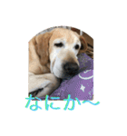 labrador nico（個別スタンプ：18）