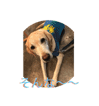 labrador nico（個別スタンプ：21）