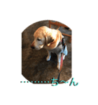 labrador nico（個別スタンプ：22）
