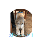labrador nico（個別スタンプ：23）