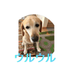 labrador nico（個別スタンプ：24）