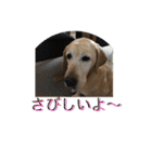 labrador nico（個別スタンプ：25）