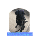 labrador nico（個別スタンプ：26）