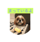 labrador nico（個別スタンプ：27）