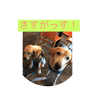 labrador nico（個別スタンプ：28）