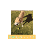 labrador nico（個別スタンプ：29）