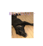 labrador nico（個別スタンプ：32）