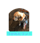 labrador nico（個別スタンプ：33）