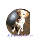 labrador nico（個別スタンプ：35）