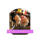 labrador nico（個別スタンプ：39）