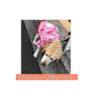 labrador nico（個別スタンプ：40）