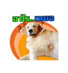 Auto Golden Retriever（個別スタンプ：1）