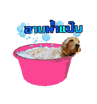 Auto Golden Retriever（個別スタンプ：2）