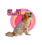 Auto Golden Retriever（個別スタンプ：3）