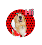 Auto Golden Retriever（個別スタンプ：4）