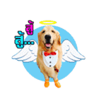 Auto Golden Retriever（個別スタンプ：6）