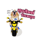 Auto Golden Retriever（個別スタンプ：7）