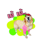 Auto Golden Retriever（個別スタンプ：8）
