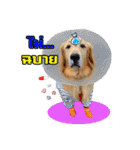 Auto Golden Retriever（個別スタンプ：9）