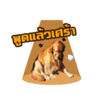 Auto Golden Retriever（個別スタンプ：10）