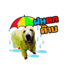 Auto Golden Retriever（個別スタンプ：11）