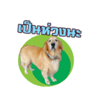 Auto Golden Retriever（個別スタンプ：12）