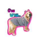 Auto Golden Retriever（個別スタンプ：13）