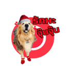Auto Golden Retriever（個別スタンプ：15）