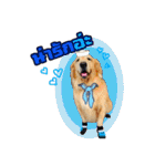 Auto Golden Retriever（個別スタンプ：16）