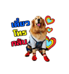 Auto Golden Retriever（個別スタンプ：17）