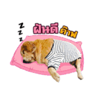 Auto Golden Retriever（個別スタンプ：18）
