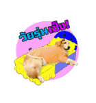 Auto Golden Retriever（個別スタンプ：21）