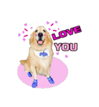 Auto Golden Retriever（個別スタンプ：22）